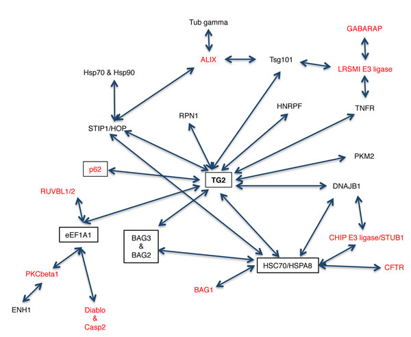 Schematic representation of the TG2 interactome.