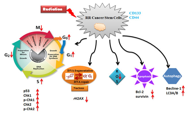 A schematic diagram for the mechanisms of CSCs in radioresistance.