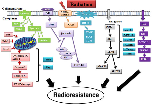 The roles of different signaling pathways associated with CSCs in radioresistance.