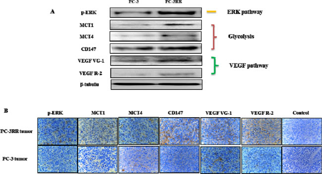 Overexpression of key proteins from ERK, Glycolysis, VEGF pathways observed in PC-3RR cell line and PC-3RR s.c xenograft tumors.
