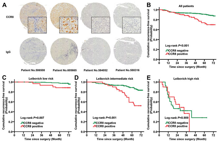 Prognostic power of CCR8 in diverse Leibovich risk groups.