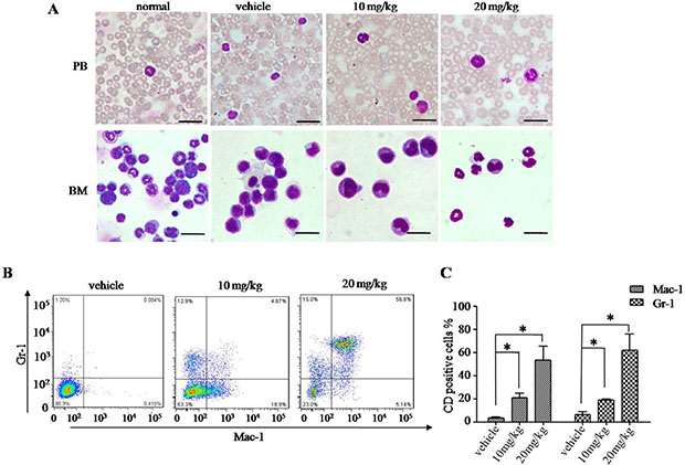 H7 induces leukemia-cell differentiation in vivo.