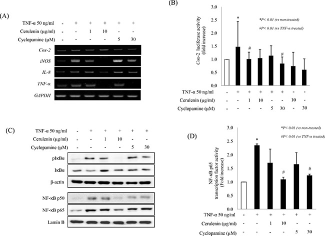 SHH inhibitor inhibits TNF-&#x03B1;&#x2013;induced proinflammatory cytokines and inactivates NF-&#x03BA;B transcription factor.