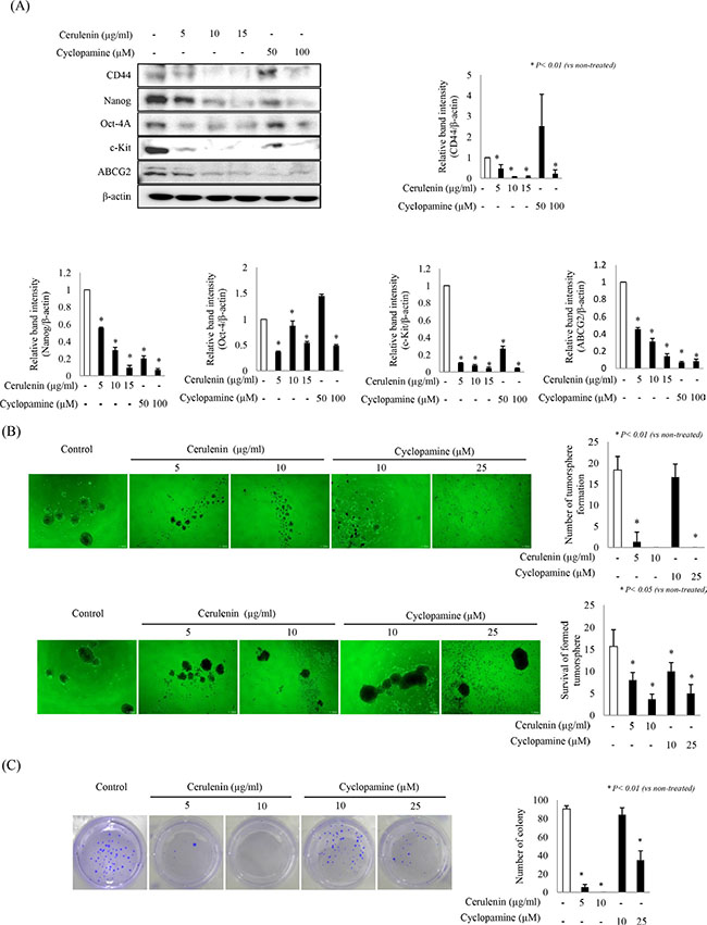 Effects of SHH inhibitors on stemness and sphere formation.