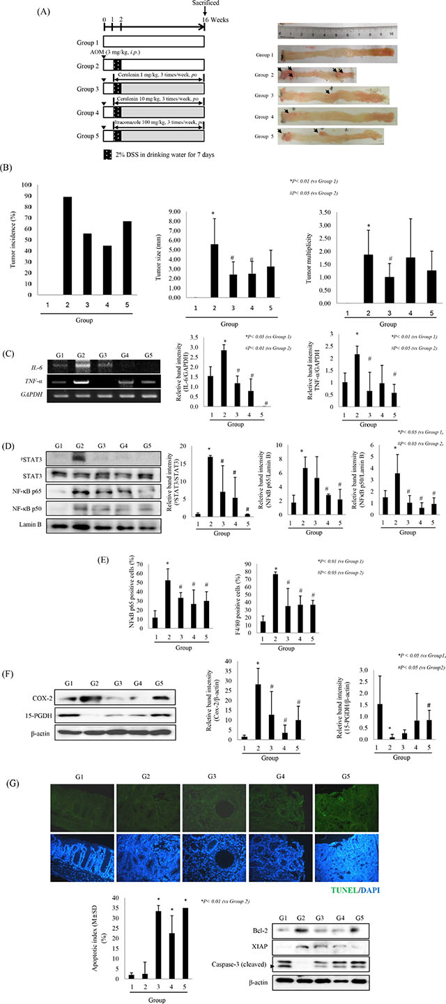 SHH inhibitors prevent AOM-initiated, DSS-promoted colitis-associated cancer.