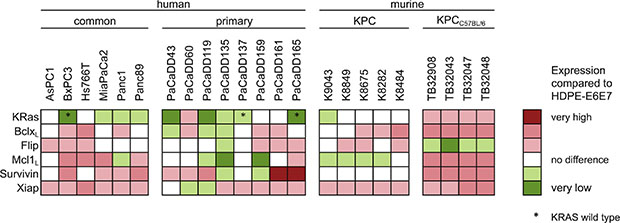 Expression of KRas and apoptosis associated proteins in PDAC cell lines.