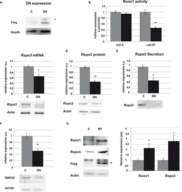 Runx1 regulates Rspo3 expression.