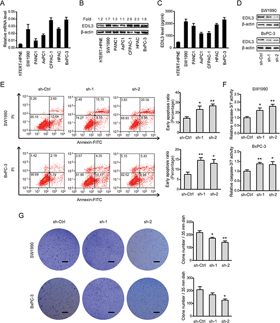 Knockdown of EDIL3 promotes anoikis and inhibits anchorage-independent tumor growth in PDAC cells.