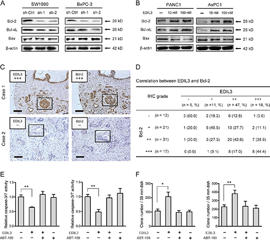 EDIL3 correlates with altered expression of Bcl-2 family proteins.