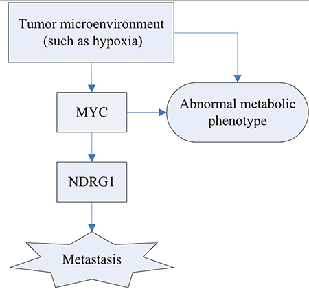 Schematic diagram of the hypoxia regulation and their consequence.