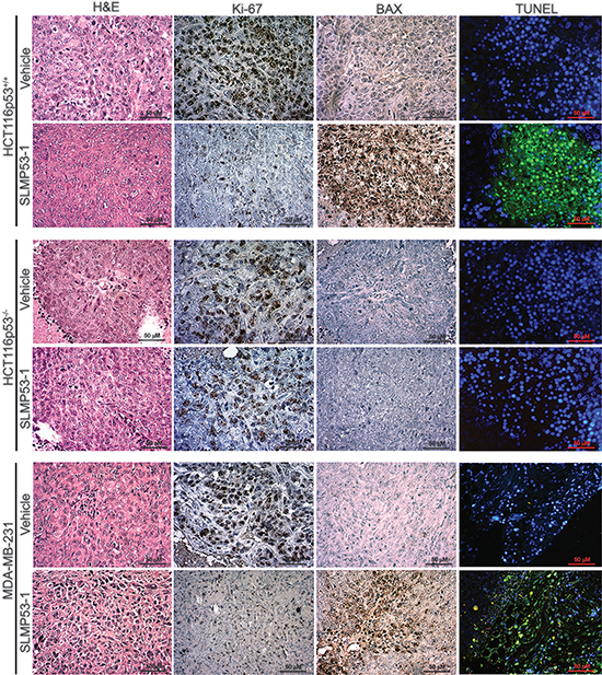 SLMP53-1 decreases cell proliferation and enhances apoptosis in human xenograft tumors.
