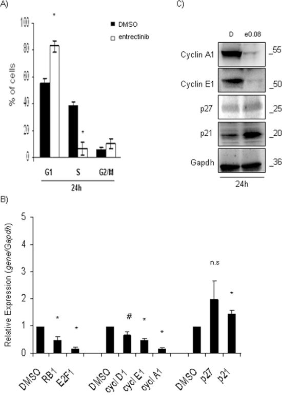 Entrectinib modifies cell-cycle profile.