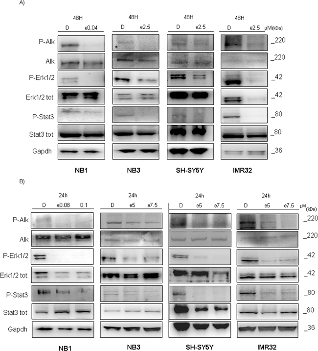 Entrectinib impacts ALK downstream protein pathway.