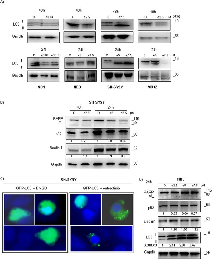 Entrectinib causes autophagy activation in ALK mutated NB cells.