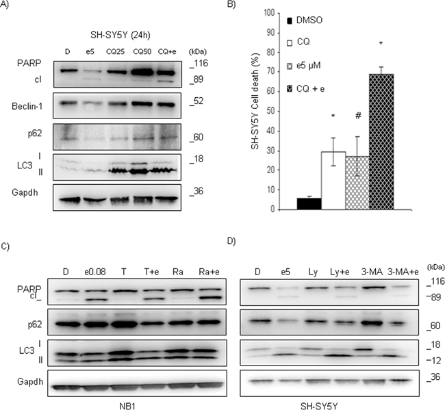 Entrectinib activity in SH-SY5Y cells increases after abrogation of autophagy.