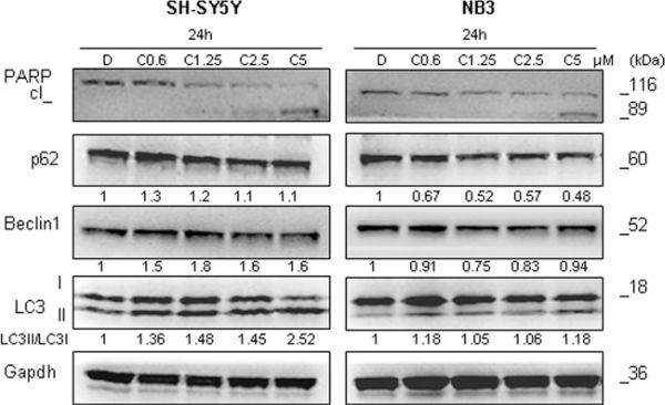 Effects of crizotinib on autophagy induction.