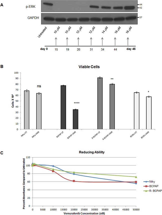 In vitro resistance to vemurafenib develops in BCPAP cells.