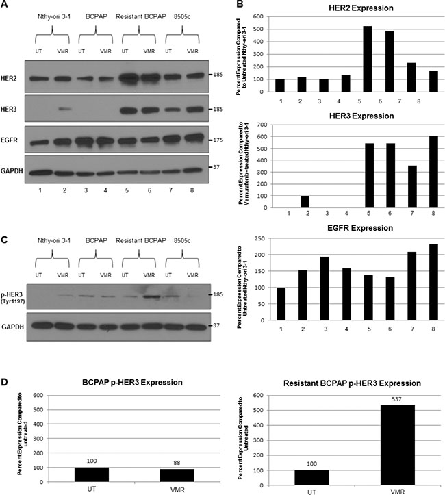 Resistant BCPAP cells are characterized by increased expression of HER2 and HER3 and increased HER3 phosphorylation in response to vemurafenib.