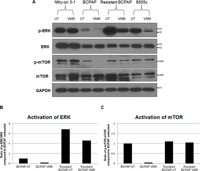 Vemurafenib resistance is mediated by hyperactivation of ERK and loss of vemurafenib-mediated phospho-mTOR inhibition.