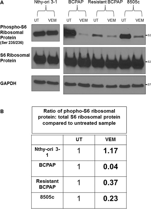 Resistant BCPAP cells are less sensitive to vemurafenib-mediated inhibition of phospho-S6 ribosomal protein compared to BCPAP.