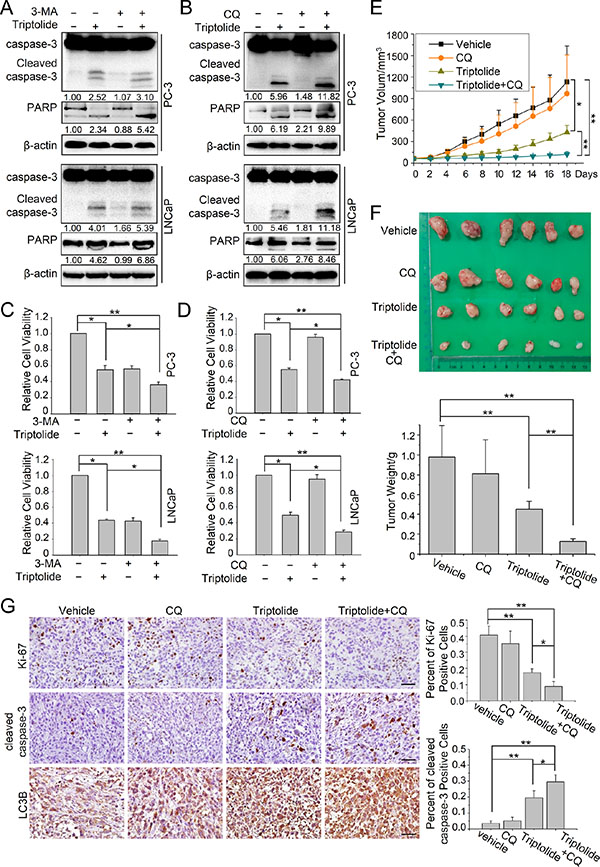 Autophagy plays a protective role in triptolide-treated PCa cells in vitro and in vivo.