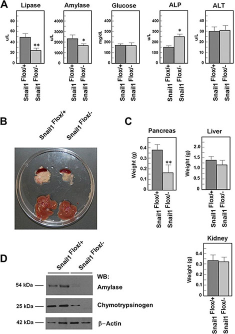 Snail1-depleted mice present a smaller pancreas.