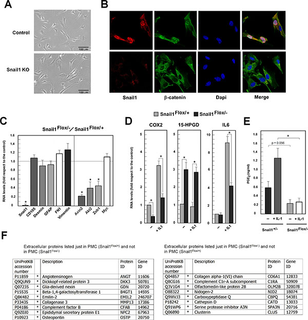 Snail1-deficient PMCs present decreased nuclear &#x03B2;-catenin and downregulated expression of &#x03B2;-catenin&#x2013;target genes.