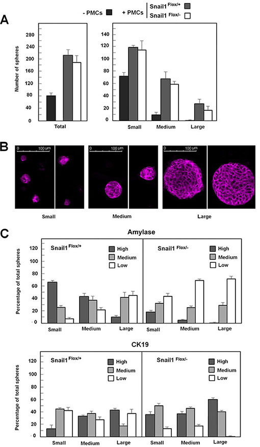 Snail1 expression in co-cultured PMCs retards loss of acinar markers in pancreas cells.