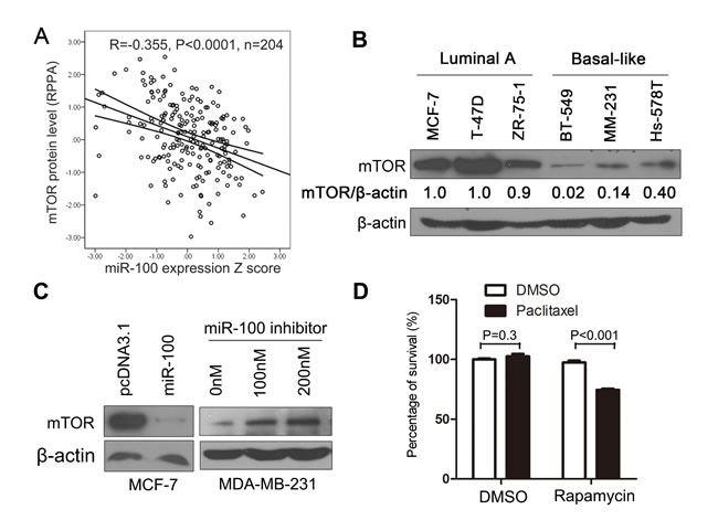 mTOR plays a role in miR-100-mediated sensitization to paclitaxel treatment.