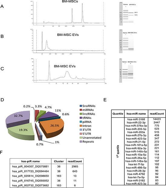 Bioanalyzer profile and small RNA sequencing of BM-MSC derived EVs.