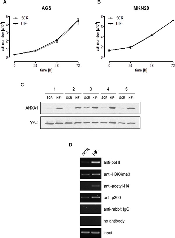 ANXA1 is a crucial mediator of HIF-1&#x03B1;-independent cellular proliferation.