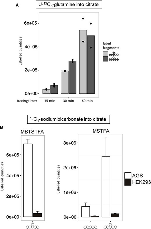 Evidence for reductive TCA metabolism via 13C5-glutamine and 13C1-HCO3 labelling.