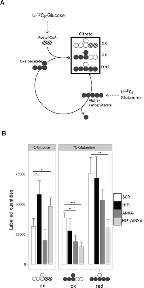 Reductive carboxylation is reduced in HIF-/ANXA-AGS cells.