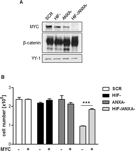 Contribution of MYC to the growth defect in HIF-1&#x03B1;/ANXA1-deficient cells.