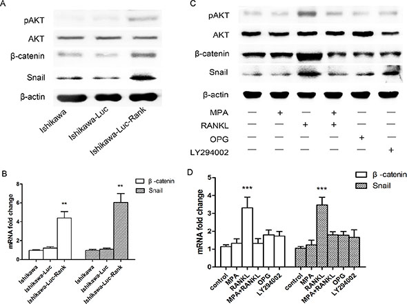 Activation of AKT/&#x03B2;-catenin/Snail pathway is involved in Ishikawa-Luc-Rank cells.