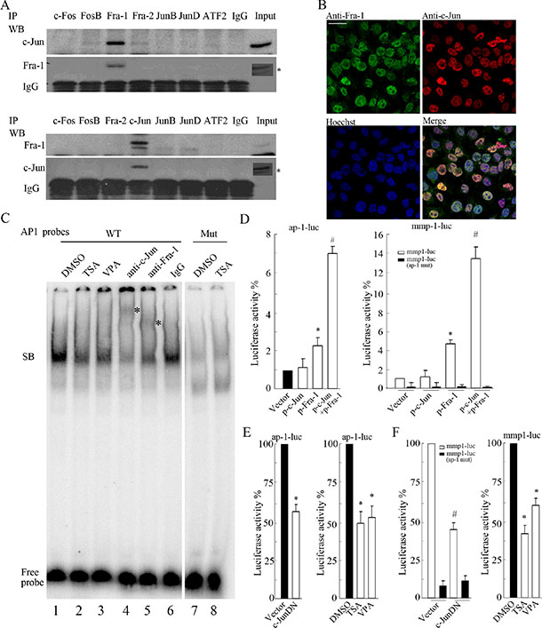 c-Jun primarily interacting with Fra-1 as a dimer contributes to TRE activity.