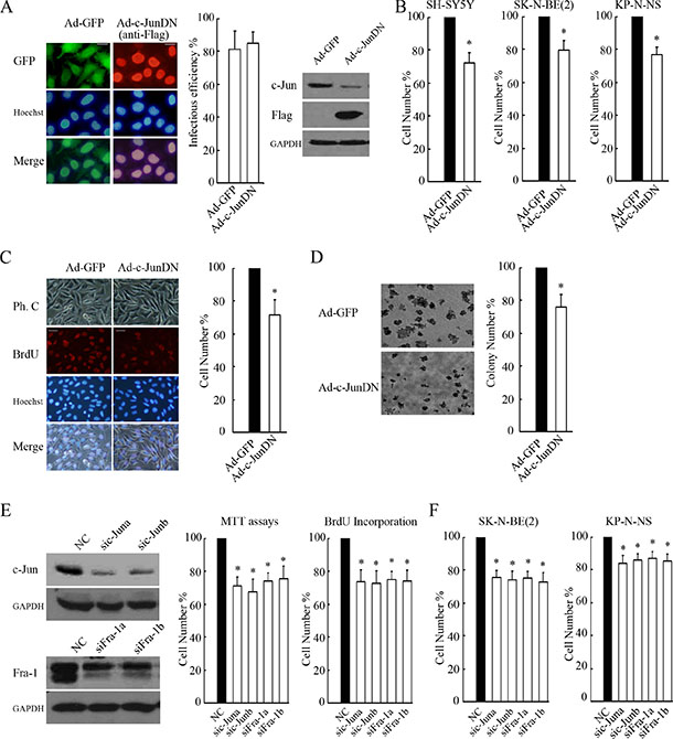 c-Jun/Fra-1 dimer-mediated TRE activity is essential for cell proliferation.