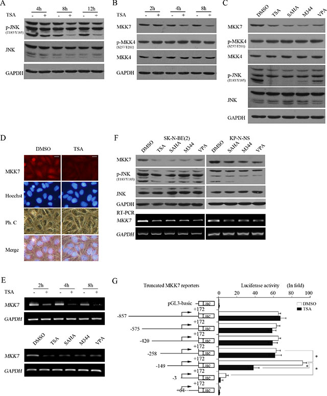 HDACIs transcriptionally downregulate MKK7 and consequently suppress JNK activity.