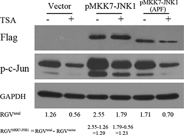 Elevated MKK7-JNK activity antagonized HDACI-mediated suppression of c-Jun.