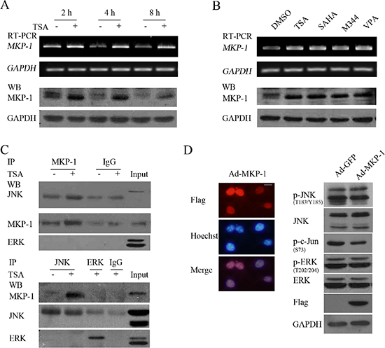 HDACIs-upregulated MKP-1 dephosphorylates JNK but not ERK.