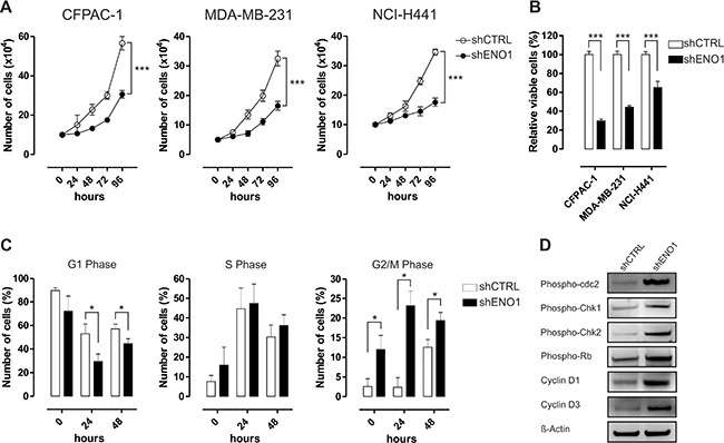 ENO1 silencing impairs cancer cell growth.