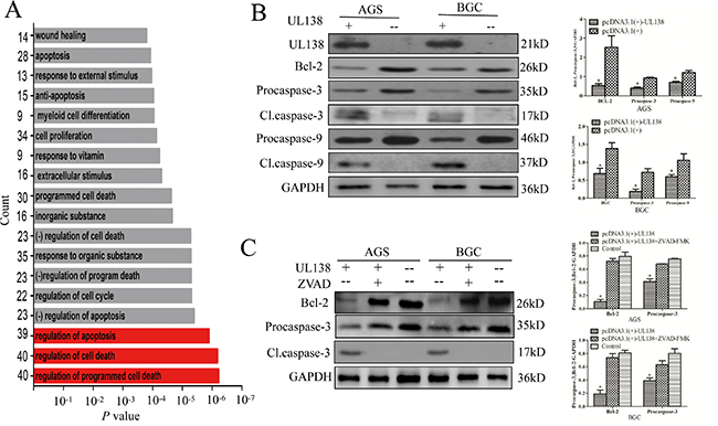 pUL138 is associated with apoptosis-related proteins in gastric cancer cells.