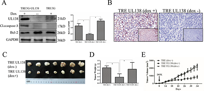 Expression of pUL138 in gastric cancer cells inhibits tumor growth in vivo.