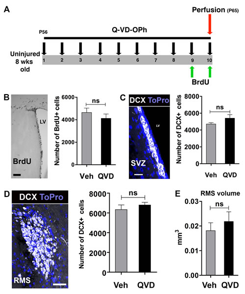 The effect of Q-VD-OPh on neural stem/progenitor cells in the intact, uninjured brain.
