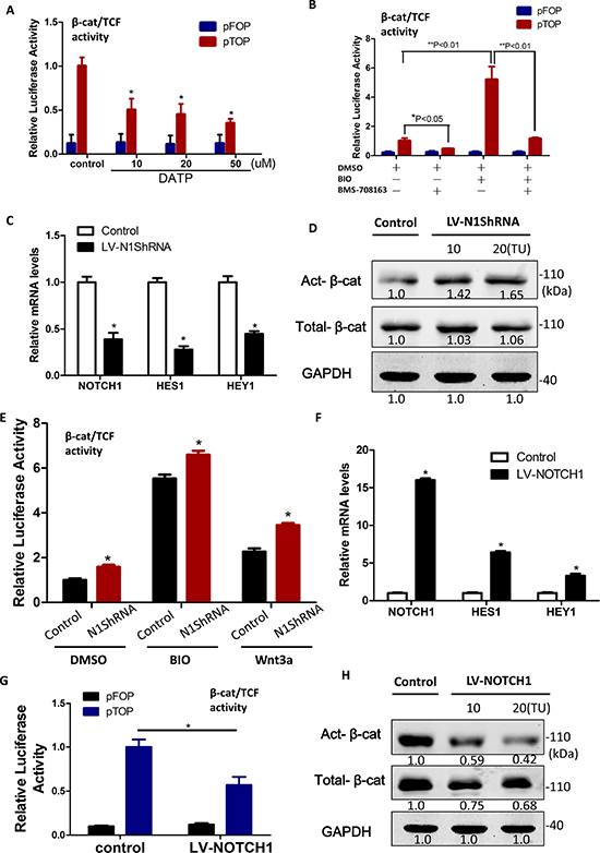 &#x03B2;-catenin protein levels were diminished by Notch1 in liver cancer stem cells.