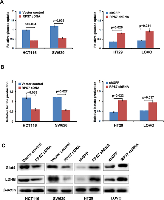 RPS7 inhibits glycolysis in colorectal cancer cells.