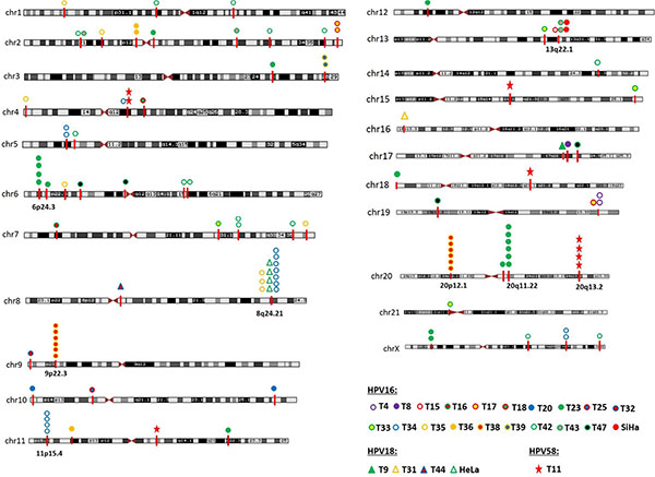Chromosome localization of the 117 HPV integration sites in 25 cases.