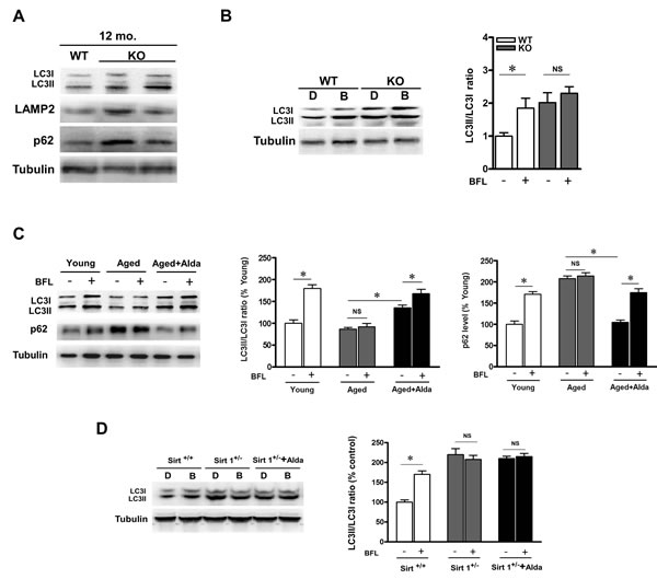 ALDH2 ablation leads to autophagic flux impairment.