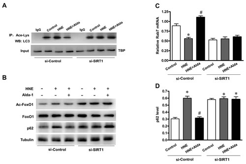 SIRT1 is essential for ALDH2-ameliorated autophagic flux under carbonyl stress.