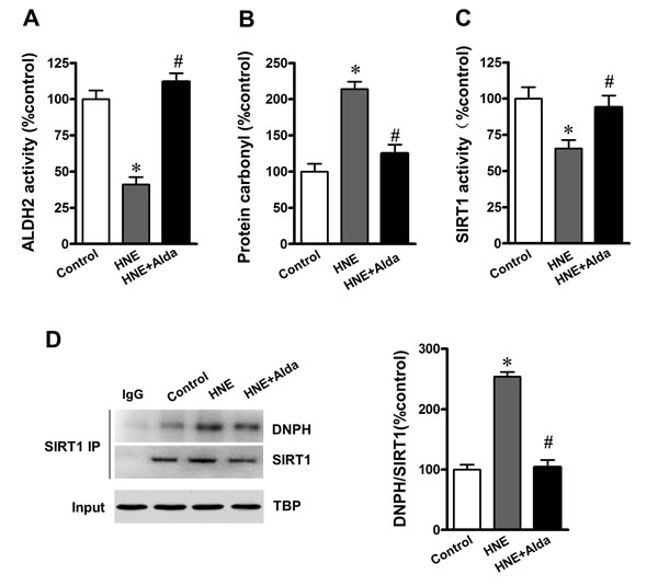 ALDH2 activation reduces SIRT1 carbonylation and improved SIRT1 activity under aldehydic overload.